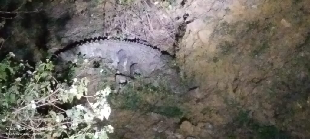 मगरमच्छ दिखने से ग्रामीणों में दहशत, वन विभाग ने किया रेस्क्यू 