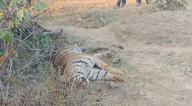फिर एक बाघिन की मौत 