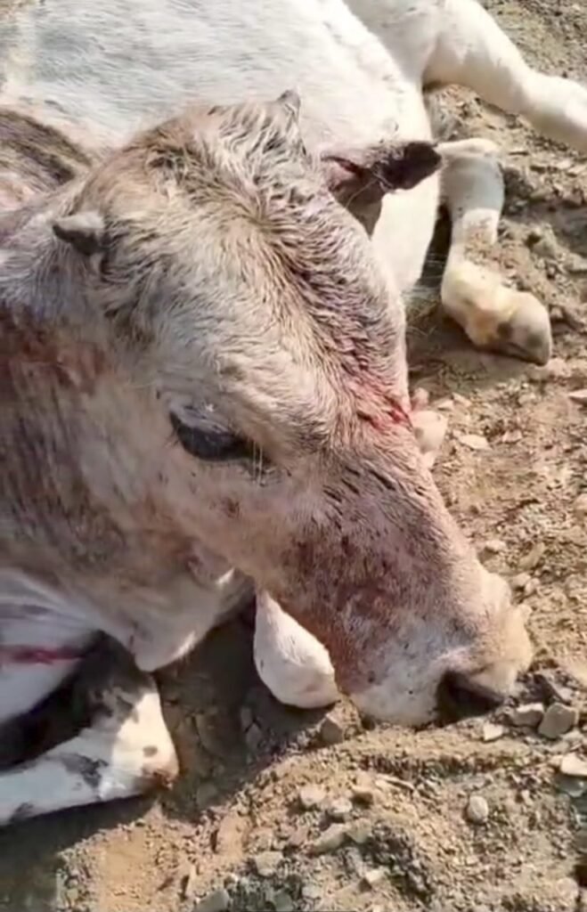 बेसहारा गौवंश का उपचार भी पैसा देकर हो रहा, इमरजेंसी गाड़ी बुलाने पर कटती है रसीद