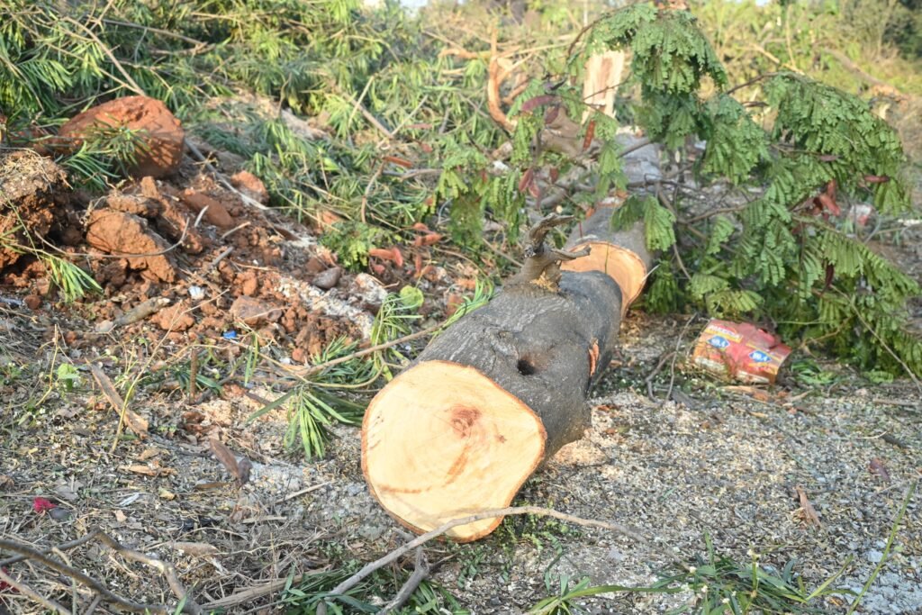 अयोध्या बायपास परियोजना: एनजीटी में मामला लंबित, फिर भी 7,881 पेड़ कटे- कांग्रेस 