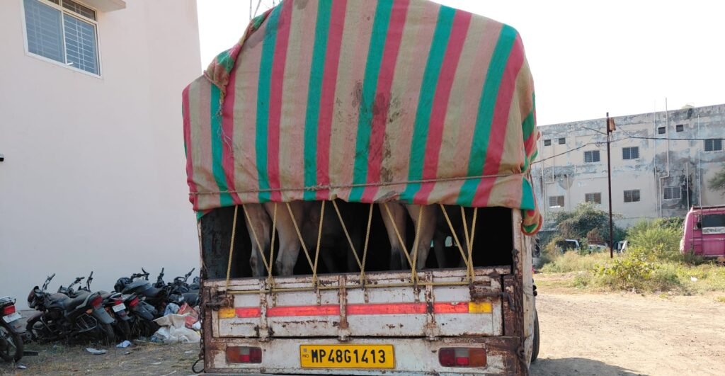 गोवंश की तस्करी करते बैतूल के युवक को पुलिस ने पकड़ा