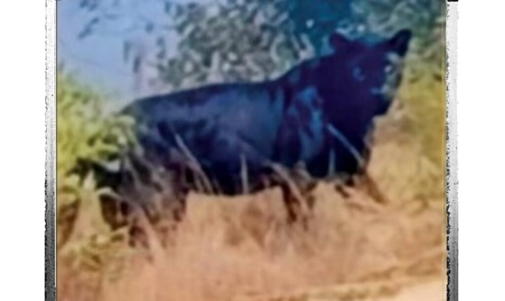 इंदौर में पहली बार ब्लैक पैंथर दिखने का दावा, वन विभाग ने किया खारिज