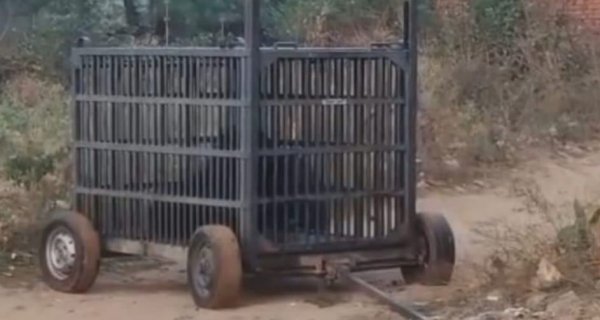 मनेन्द्रगढ़ में दहशत की प्रतीक बनी मादा भालू के दो शावकों वन विभाग ने किया पिंजरे में कैद