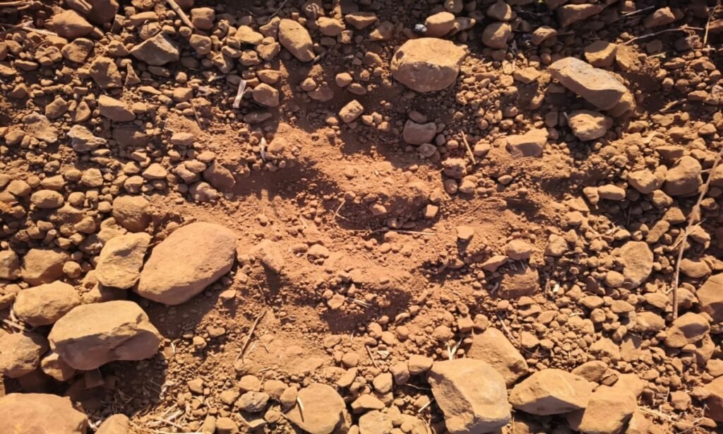 आज से शुरु हुई 2026 बाघ गणना , सूरज निकलने के पहले ही जंगल में पहुंचे 200 से ज्यादा वनकर्मी