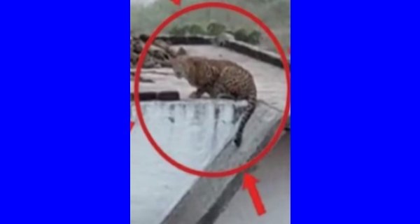 इंद्राना में तेंदुआ देखे जाने से दहशत