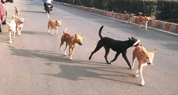 सिंगरौली में बढ़ा डॉग बाइट का खतरा: एक साल में 8 हजार से अधिक मामले, रेबीज को लेकर प्रशासन चिंतित