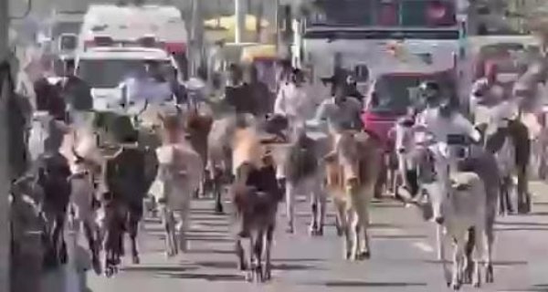 श्योपुर कलेक्ट्रेट में एक हजार गाय लेकर पहुंचे विधायक, बिगड़ी व्यवस्था