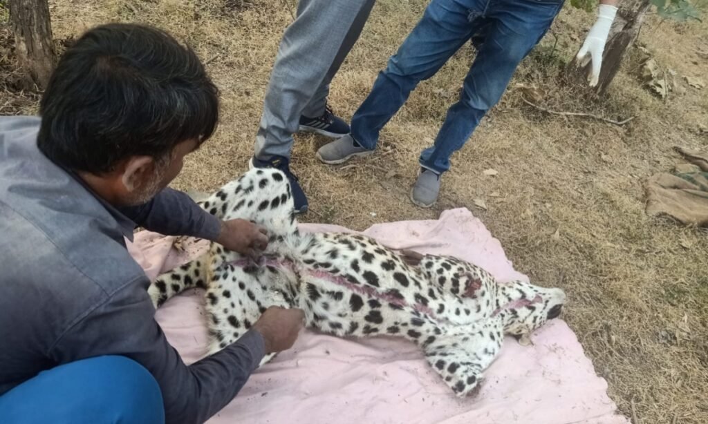 जंगल में मिली तेंदुए की लाश, दोनों पैर काटकर ले गए शिकारी