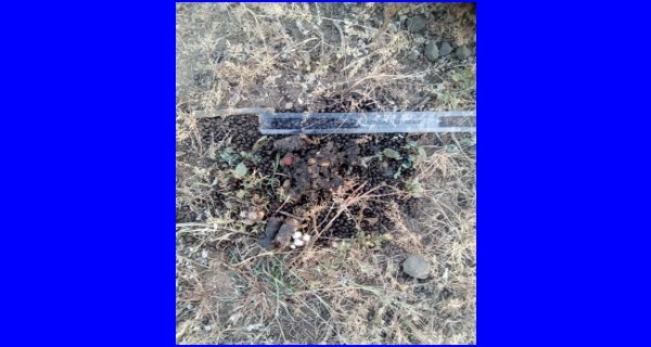 बाघ,तेंदूआ, भालू , भेडिय़ा की उपस्थिति के प्रमाण, अब शाकाहारी वन्यप्राणियों की होगी गणना