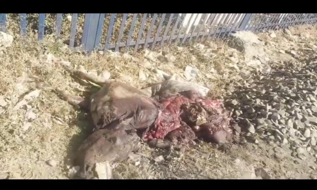 रेलवे क्रॉसिंग पर हादसा: गौमाता की मौत, पेट से निकली पॉलिथीन और जीवित बचा बछड़ा