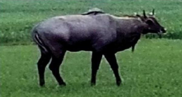 नीलगायों के आतंक से राहत दिलाने वन विभाग चलाएगा रेस्क्यू ऑपरेशन