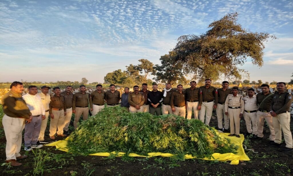 खेतों में छिपाकर उगाया गया 3.12 क्विंटल गांजा जब्त
