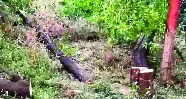 गार्ड को बंधक बनाकर चंदन का पेड़ काटकर ले उड़े बदमाश