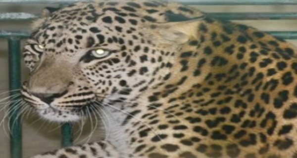 तेंदुआ के हमले में घायल मजदूर की हालत हुई ठीक, चार गांवों में दहशत