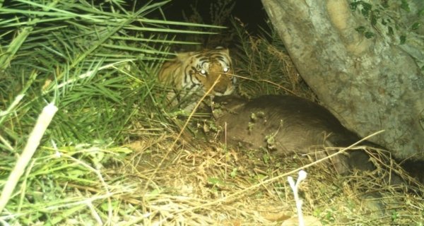 जगमंडल ककैया बीट में बाघ की दहशत, दो सप्ताह से जारी मौत का सिलसिला