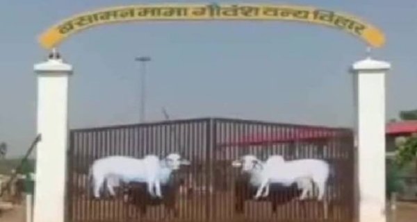 बसामन मामा गौअभ्यारण्य में एक जनवरी को होगा गोलोक दर्शन महोत्सव