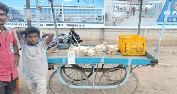 सीधी में खुले में मांस बिक्री और गौवंश की स्थिति पर ध्यान की आवश्यकता