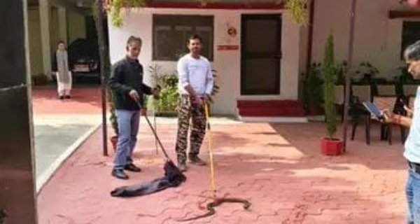 प्रधान न्यायाधीश के बंगले में निकला सांप, वन विभाग ने किया रेस्क्यू, जंगल में छोड़ा