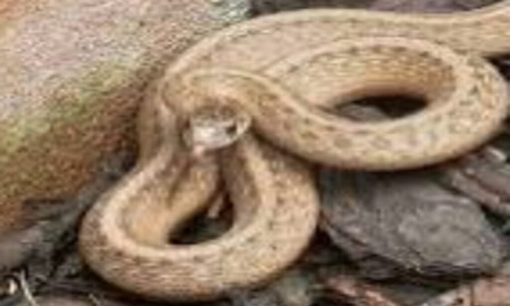 किचन में बैठा था सात फीट लंबा सांप