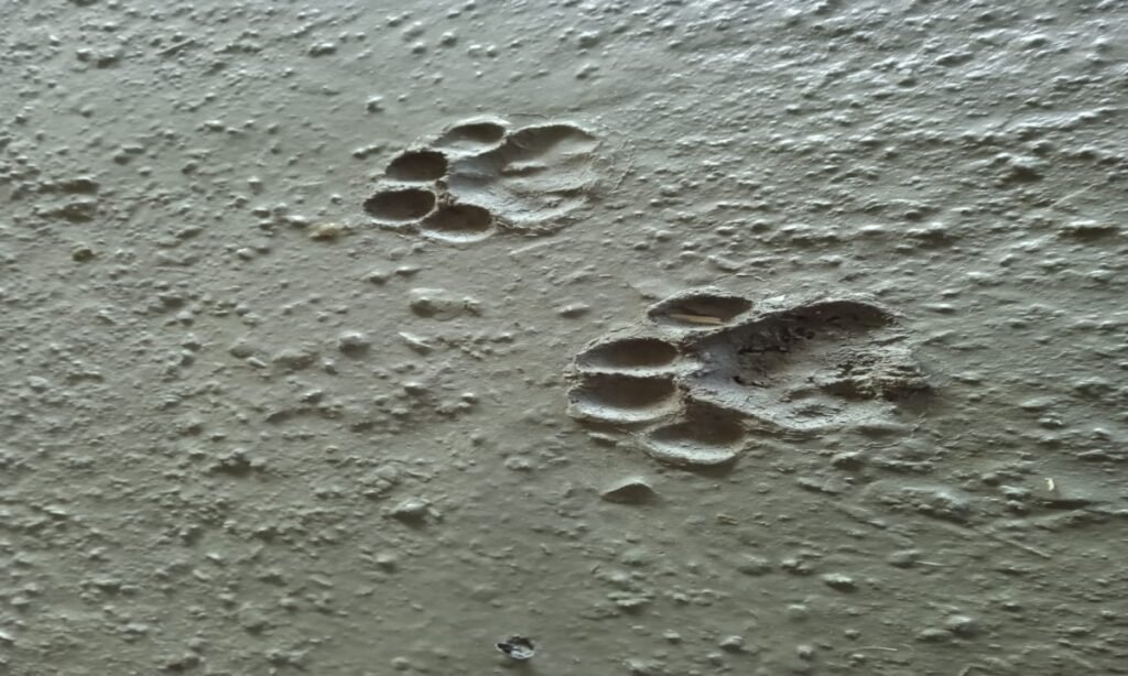 कोनी खुर्द गांव में तेंदुए का आतंक जारी