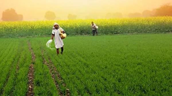 रबी बुवाई 2026: खेतों में हरियाली और आंकड़ों में भारी बढ़त