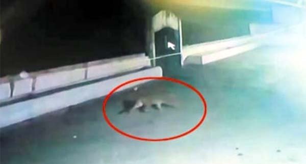 गौशाला में तेंदुए की दस्तक: बीमार मवेशी को उठा ले गया, सीसीटीवी में कैद घटना से ग्रामीणों में दहशत