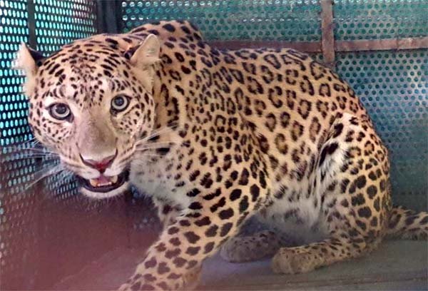 निफाड के देवगांव में तेंदुआ पकड़ा गया