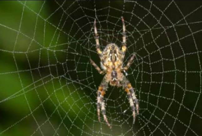 शोधकर्ताओं ने दिल के दौरे, स्ट्रोक के लिये मकड़ी के जहर से बनी दवा का परीक्षण किया शुरू