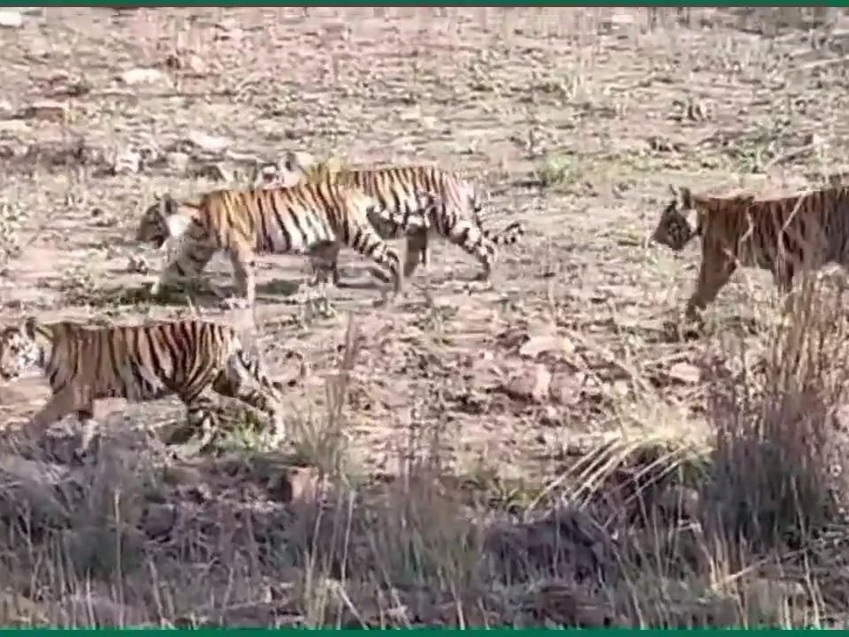 बाघिन ने शवकों के साथ तामिया रेंज में डाला डेरा