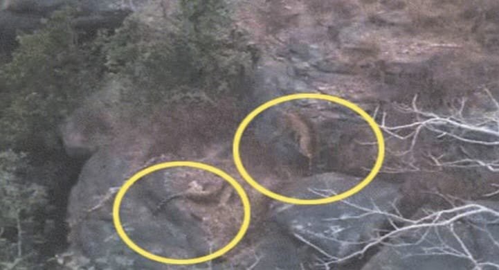 तेंदुओं की अटखेलियों से गांव वालों में हड़कंप, नरसिंहगढ़ के कोटरा क्षेत्र में नजर आए दो तेंदुए, ड्रोन कैमरे में कैद