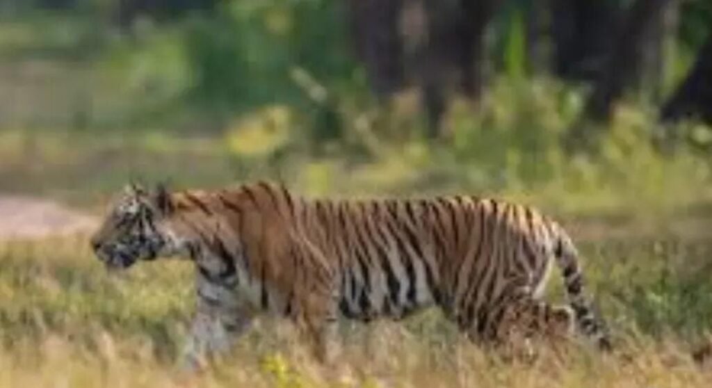 नियंत्रण से बाहर बांधवगढ़ की बाघिन घर में घुसी, गांव में दहशत