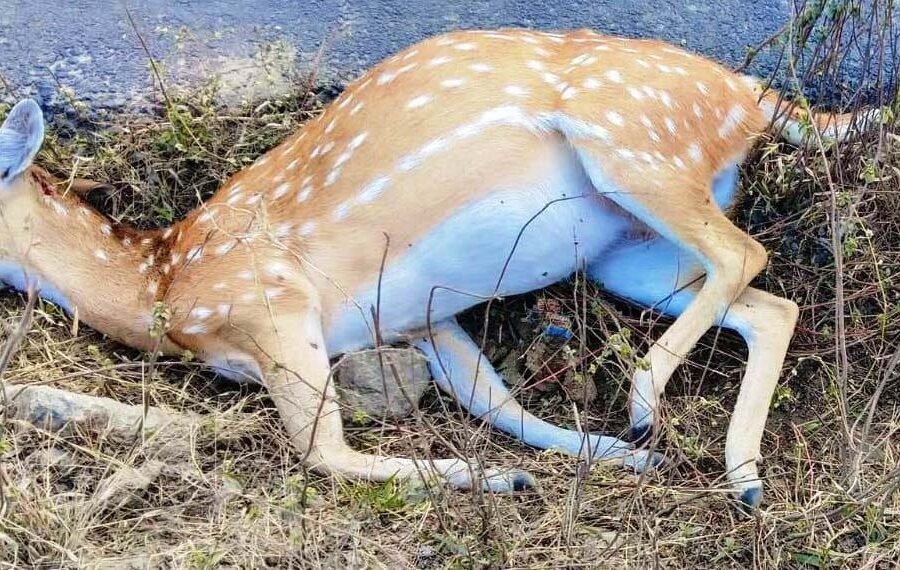 सड़क हादसे में हिरण की मौत बाइक सवार दो युवक घायल