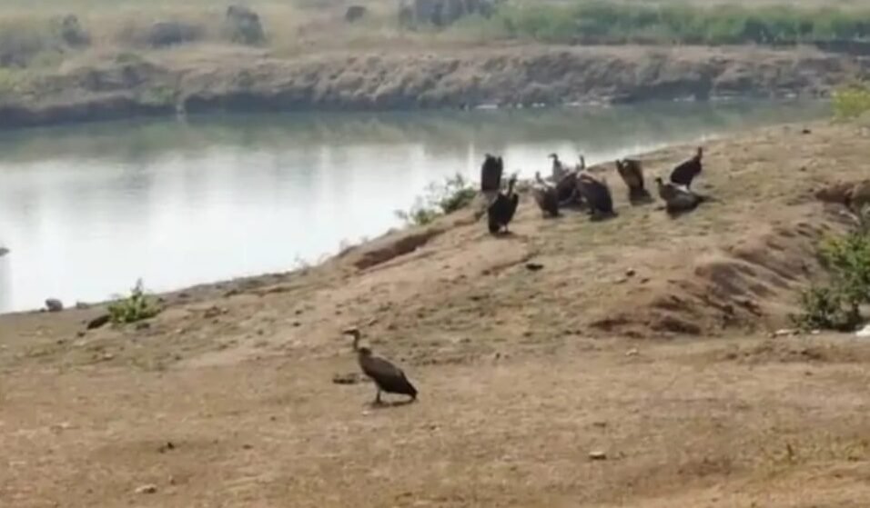 ठोंगा में दिखा दुर्लभ प्रजाति के गिद्धों का समूह