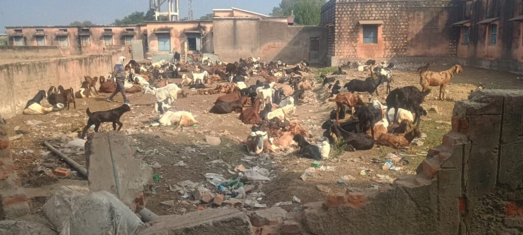 संधारा का शासकीय विद्यालय बना बकरियों का अड्डा, छात्राएं परेशान