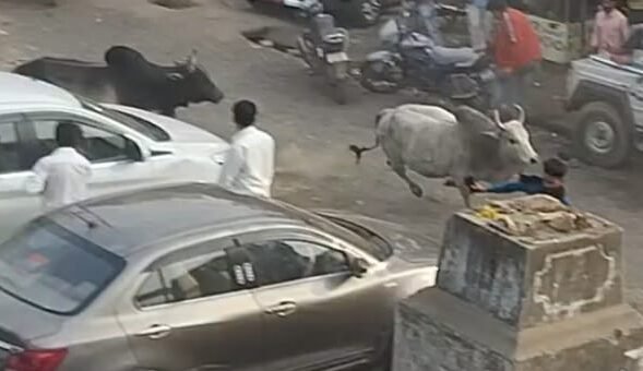 बाज़ारों और चौराहों पर लड़ते सांड बने जानलेवा खतरा, आमजन में दहशत