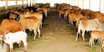 गौशाला के नाम पर 8.50 करोड़ की ठगी, दिल्ली पुलिस ने की गिरफ्तारी