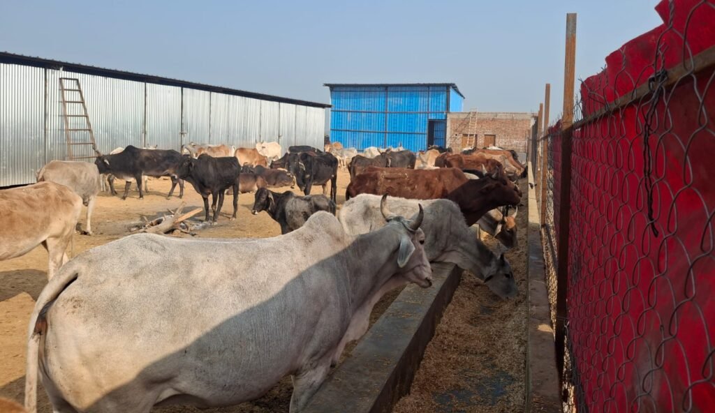 सच्चे मन से गौसेवा में समर्पित युवा बने समाज के लिए प्रेरणा