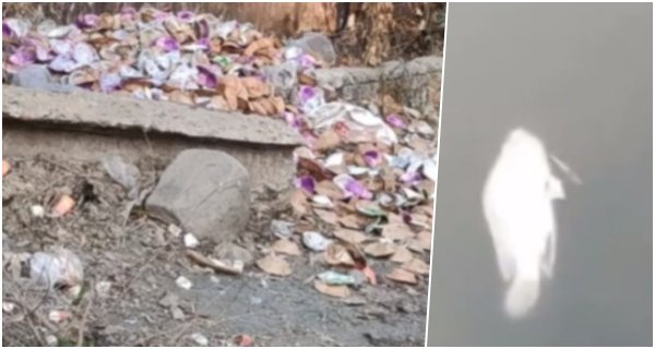 गुलौआ तालाब का ऑक्सीजन लेवल घटा, हजारों की संख्या में मरीं मछलियां