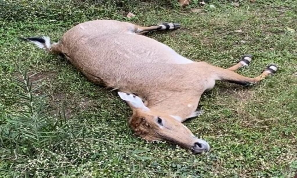 करंट से नीलगाय की मौत