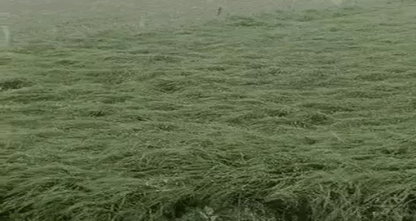 मुरैना में भारी ओलावृष्टि से सरसों की फसल हुई बर्बाद