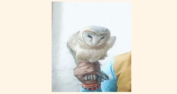 विद्युत ट्रांसफार्मर के ऊपर बैठा था दुर्लभ उल्लू