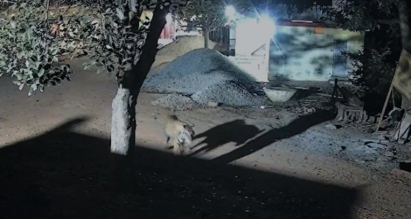 सरभंगा मुनि आश्रम परिसर में बाघ की चहलकदमी