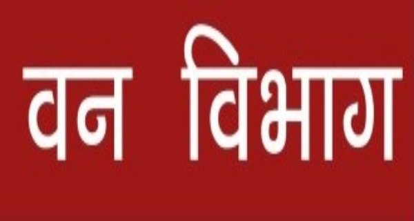 चिचोली रेंज में अवैध सागौन भंडारण: खेत के घर से लकड़ी जब्त