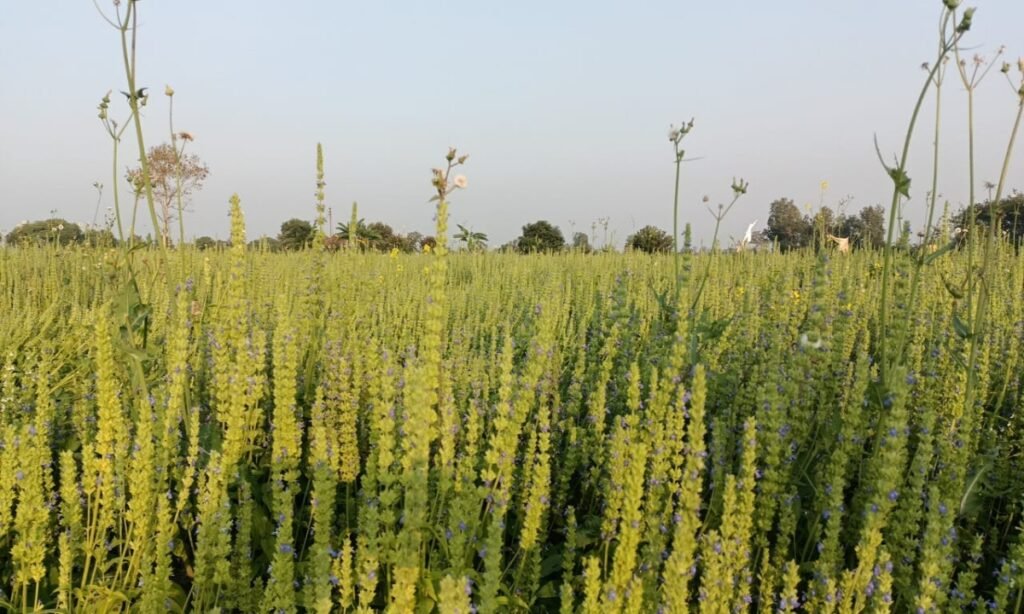 कम लागत, ज्यादा मुनाफा: औषधीय फसल चियासीड का रकबा हुआ दोगुना