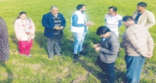 रबी फसलों में पीलिया रोग की शिकायत पर वैज्ञानिकों ने किया खेतों का निरीक्षण