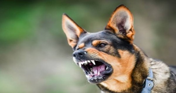 आगंनवाड़ी सहायिका पर श्वान का अटैक