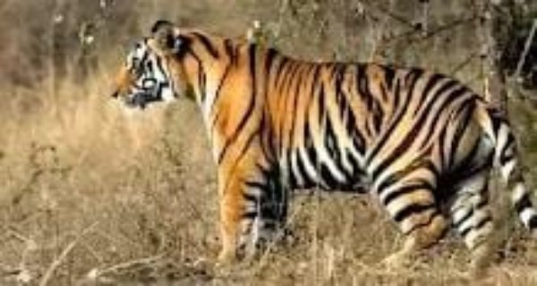 मादा टाइगर ने किया किसान पर हमला,आदमखोर टाइगर गांव में घुसी