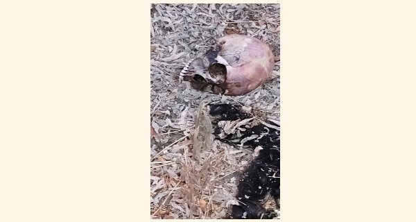 ​खेत में महिला का नरकंकाल मिला: दो माह से लापता थी महिला, कपड़ों से हुई शिनाख्त