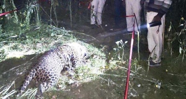 ग्राम दरूअन में तेन्दुआ की मौत