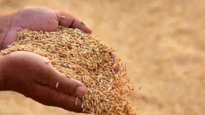 अब तक जिले में 3 लाख 39 हजार टन धान की खरीद